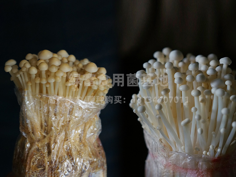 金针菇菌种、金针菇菌包