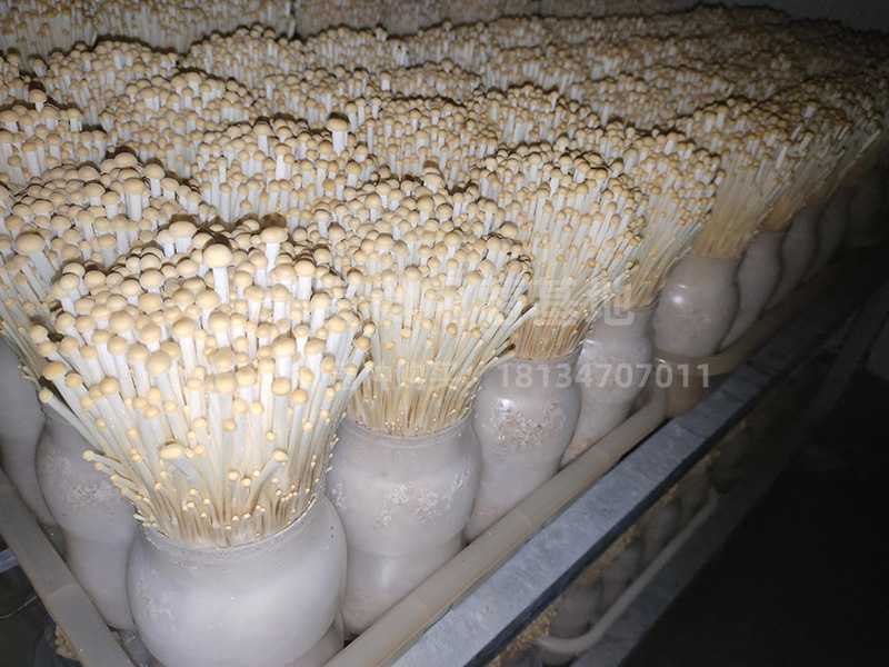 金针菇高产种植基地