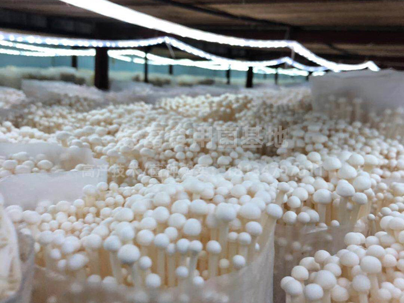 金针菇高产种植基地2