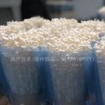 金针菇高产种植基地3
