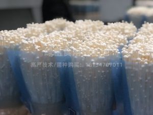 金针菇高产种植基地3
