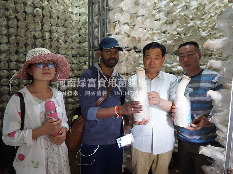 杏鲍菇高产种植基地1