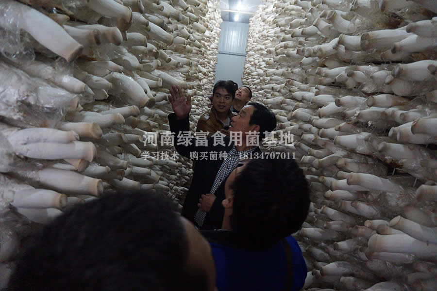 杏鲍菇高产种植基地3