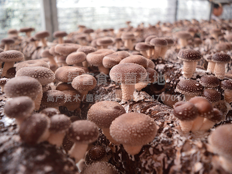香菇高产种植基地1