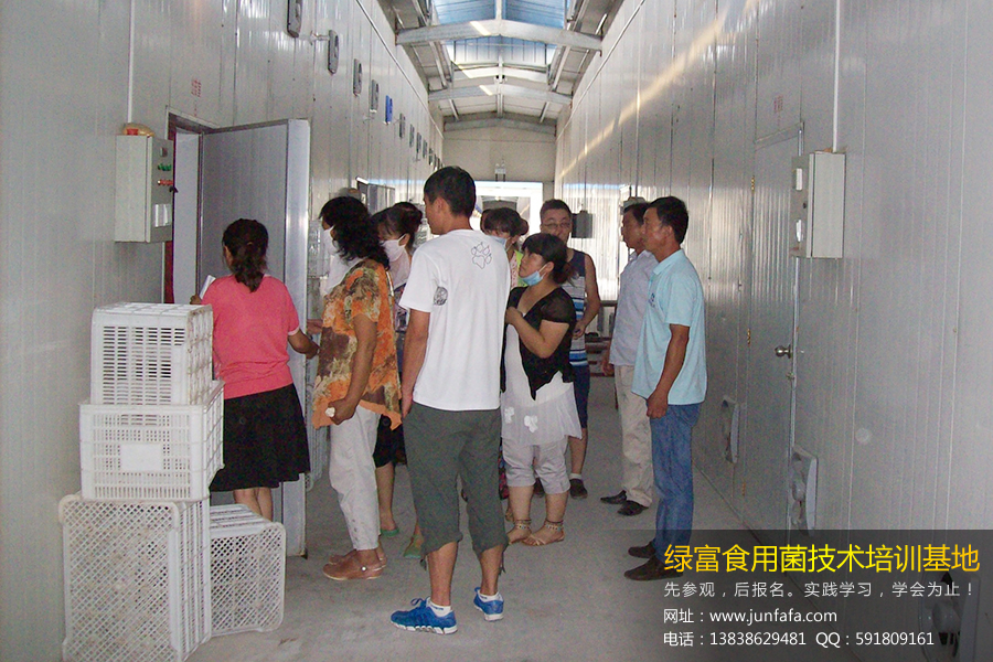 食用菌培训技术-绿富食用菌培训学校学员学习工厂化食用菌的生产