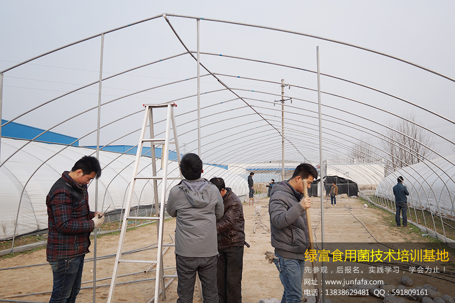 食用菌培训-学员实践拱形钢管大棚的搭建