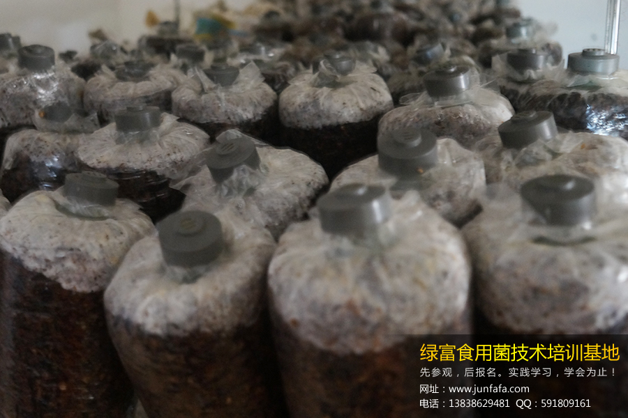 学员实践菌种转接技术1（绿富食用菌培训基地七月份第2期）