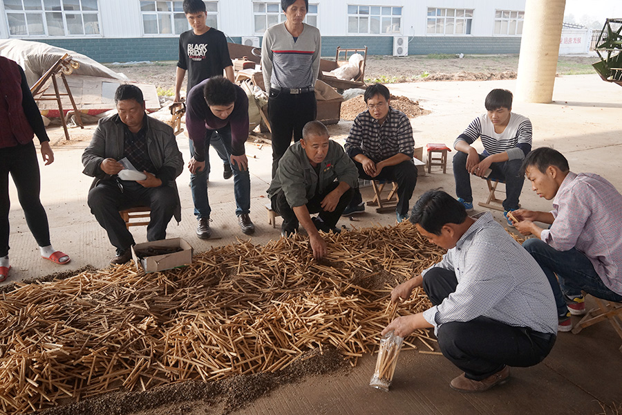 绿富食用菌培训学校学员实践枝条菌种制作技术5