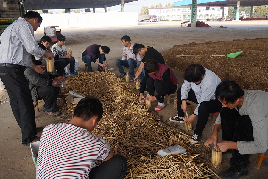 食用菌培训学校实践枝条菌种技术5