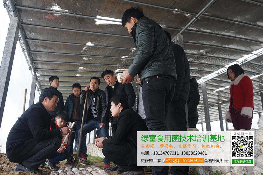 绿富食用菌技术培训基地学员实践鸡腿菇覆土出菇技术1