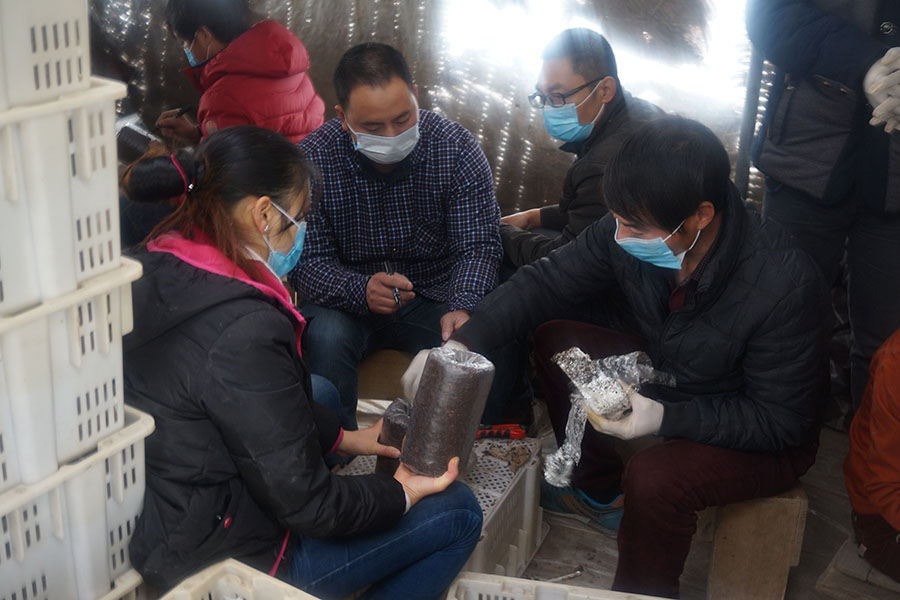 学员实践学习栽培种 (三级菌种)开放式接种新技术