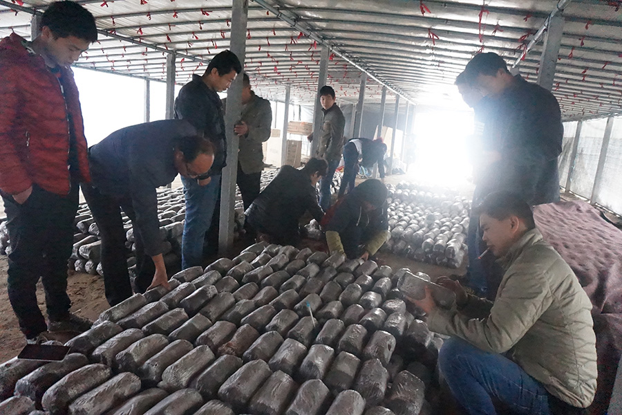 学员现场学习食用菌发菌期管理技术1