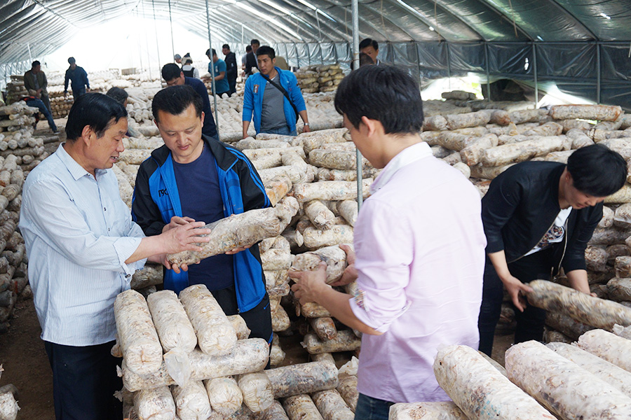 学员深入反季香菇基地现场实践学习香菇转色期管理技术2