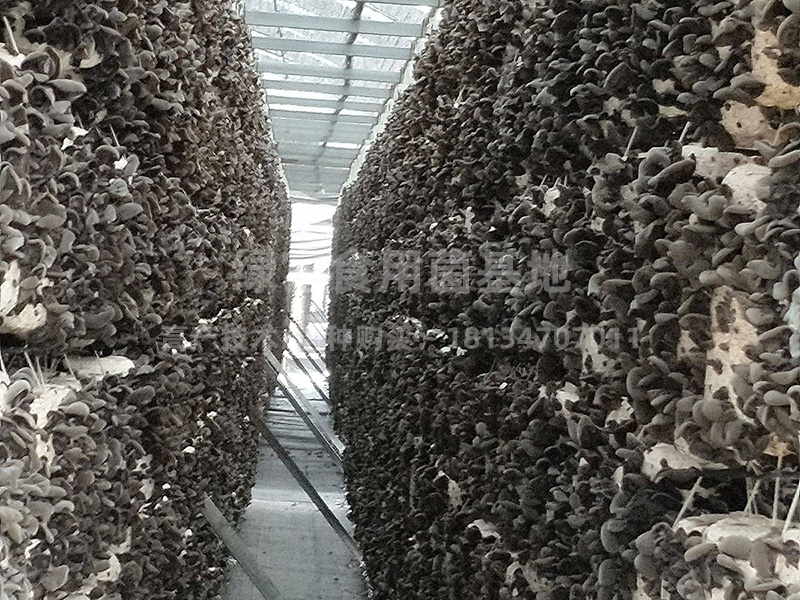 黑木耳高产种植基地丰收啦