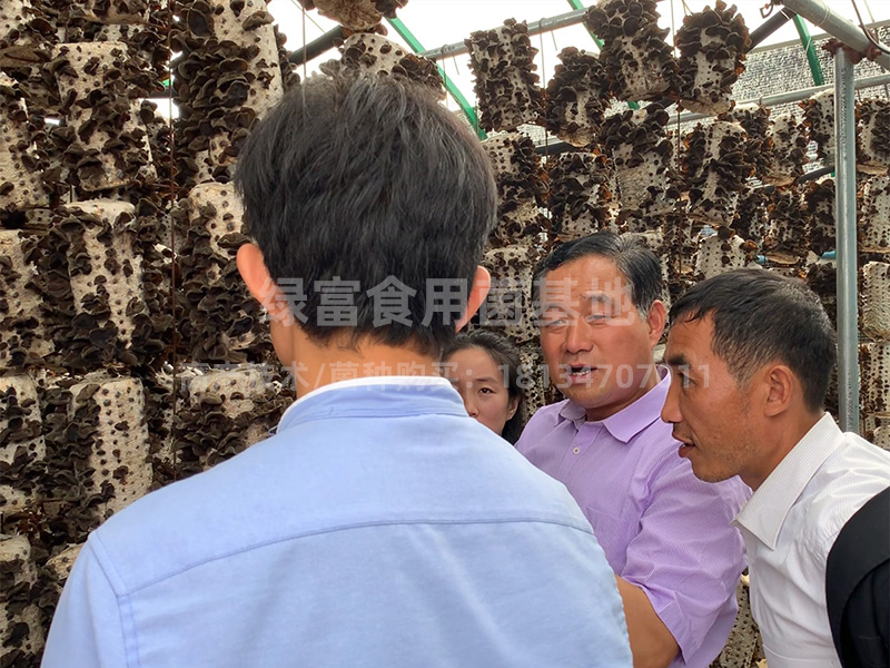 黑木耳高产种植基地
