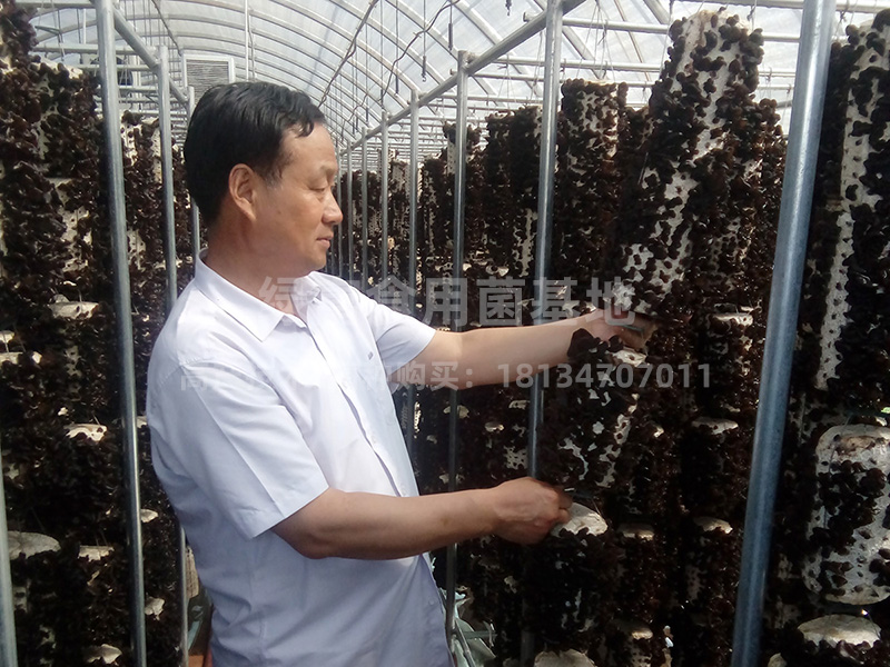 黑木耳高产种植基地2