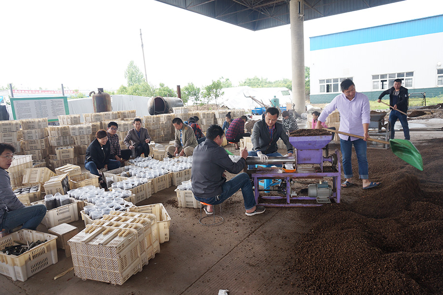 学员实践学习规模化生产食用菌机械的使用和窝口菌棒的操作1