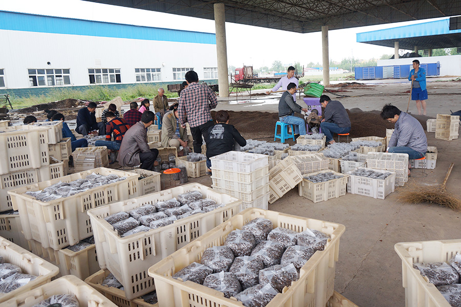 学员实践学习规模化生产食用菌机械的使用和窝口菌棒的操作2