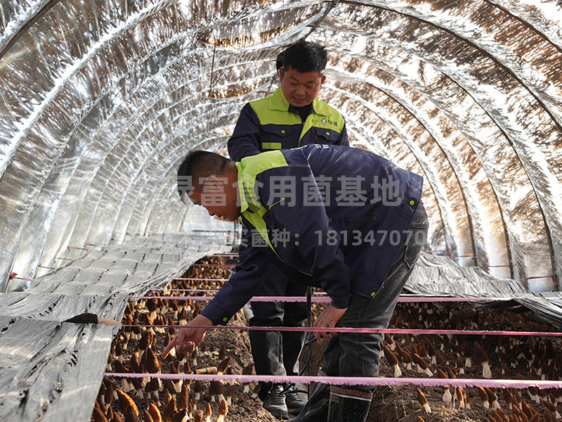 羊肚菌种植高产技术2