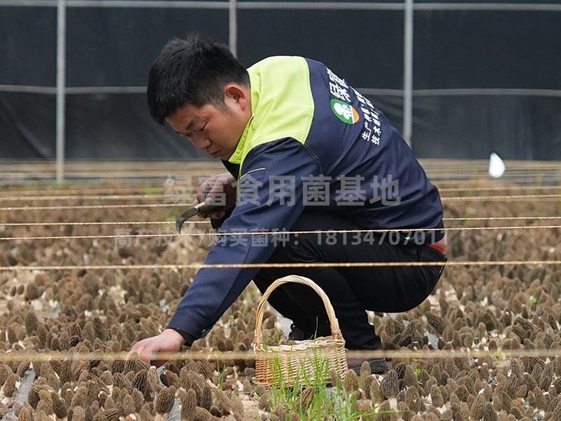 羊肚菌种植高产技术3