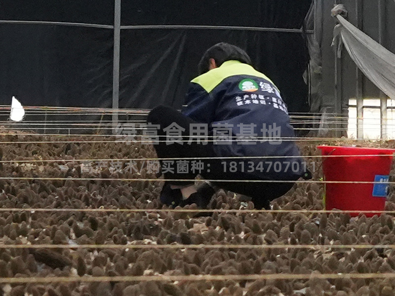 羊肚菌种植高产技术4