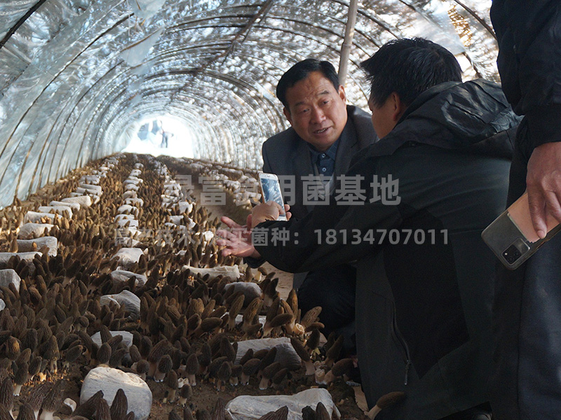 羊肚菌种植高产技术5