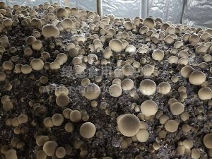 草菇高产种植基地