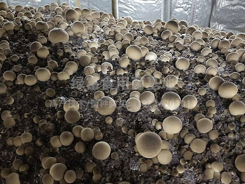 草菇高产种植基地