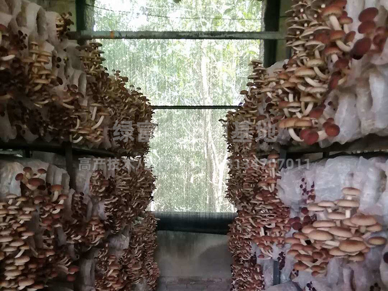 茶树菇高产种植基地2