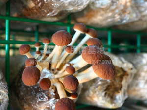 茶树菇高产种植基地