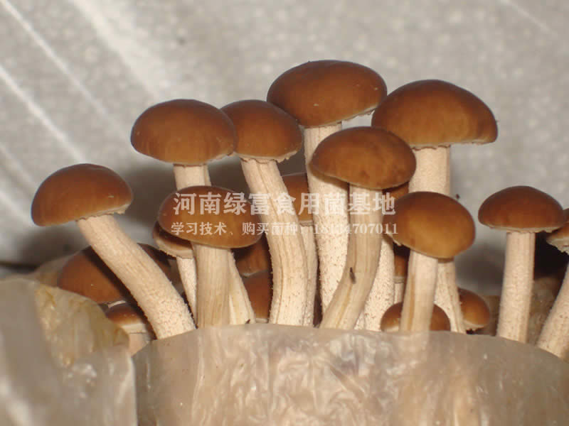 茶树菇高产种植基地