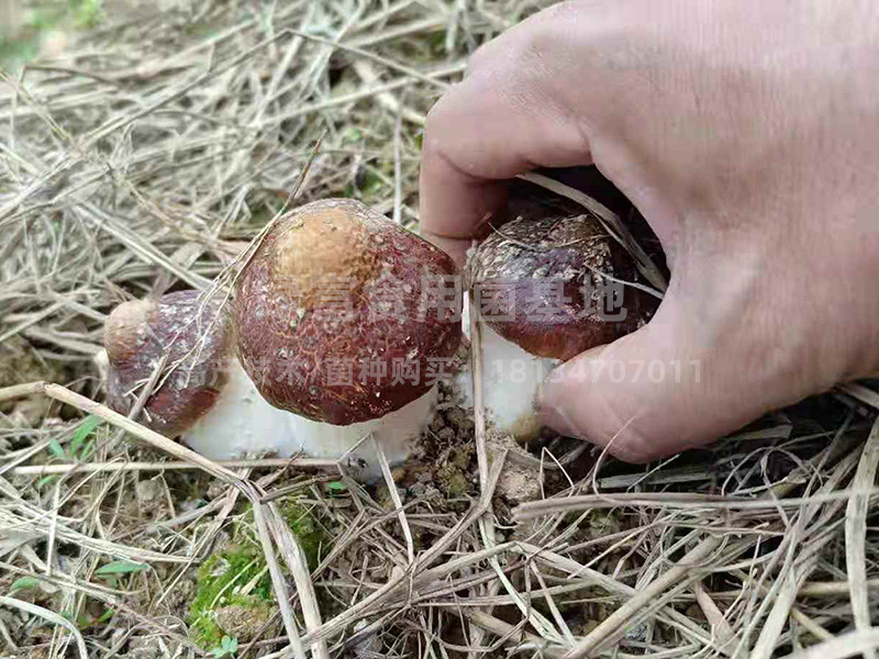 大球盖菇赤松茸高产种植基地1