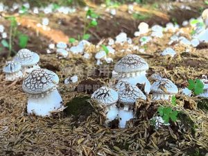 大球盖菇赤松茸高产种植基地2