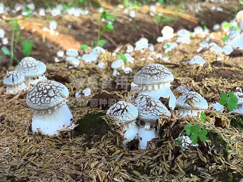 大球盖菇赤松茸高产种植基地2