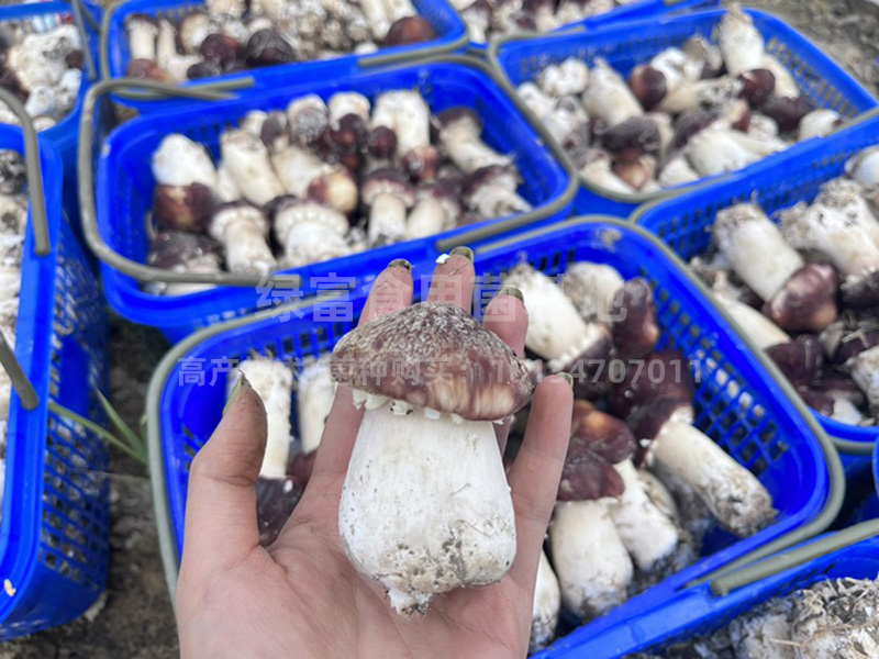 大球盖菇赤松茸高产种植基地3
