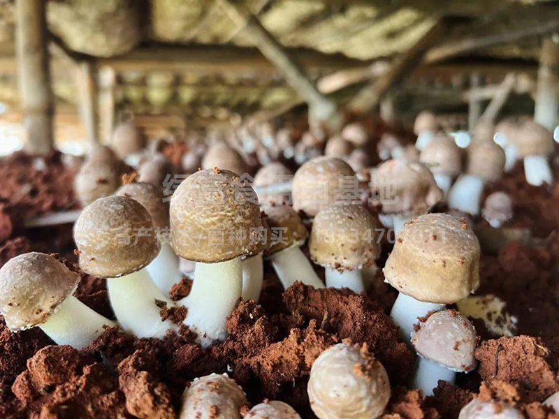 姬松茸高产种植基地1