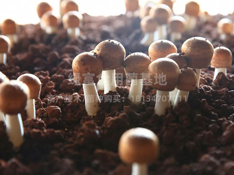 姬松茸高产种植基地2