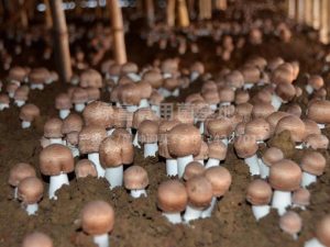 姬松茸高产种植基地2