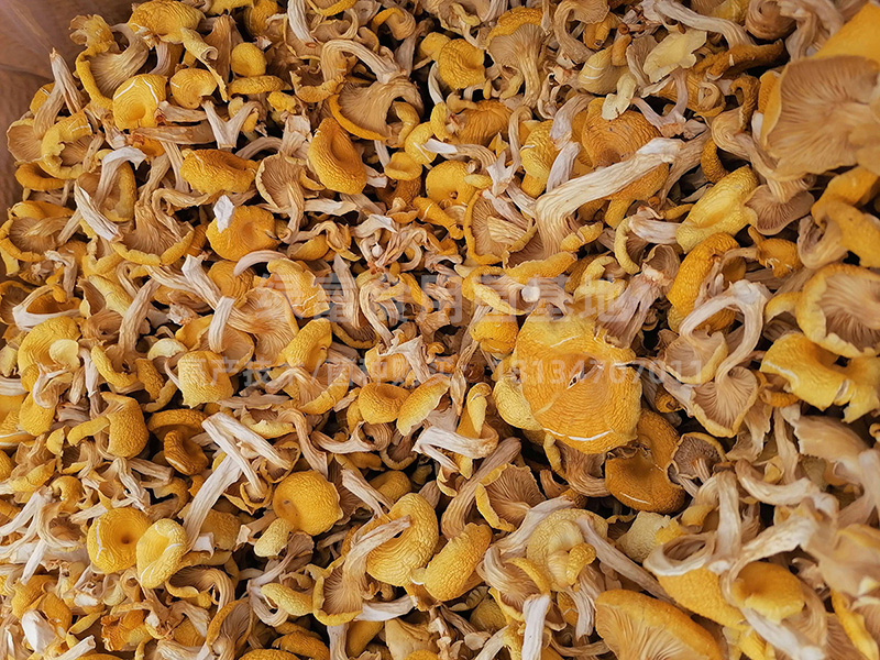 鸡油菌种植基地高产技术
