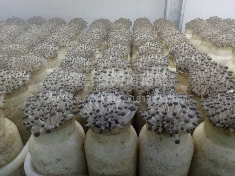 蟹味菇高产种植基地