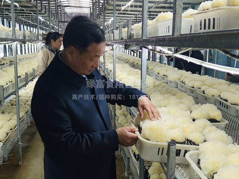 银耳高产技术指导史老师
