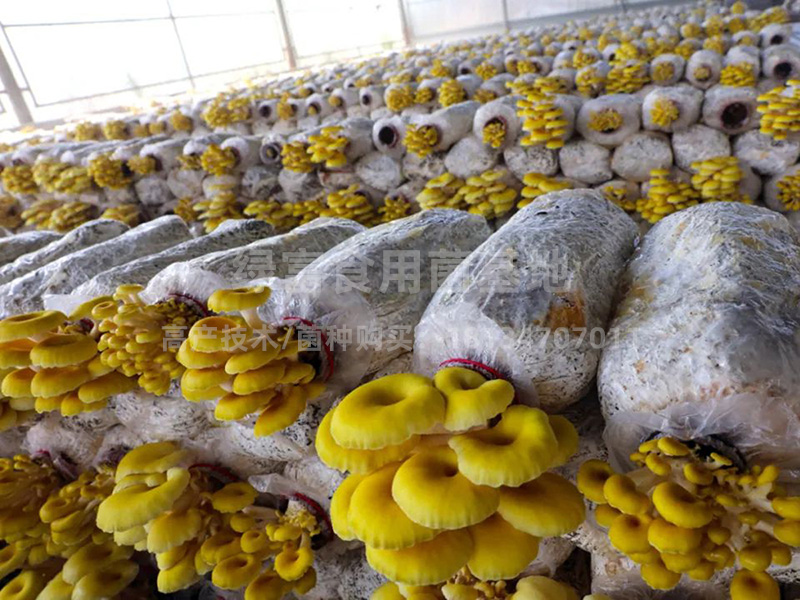 榆黄蘑鸡油菌高产种植基地