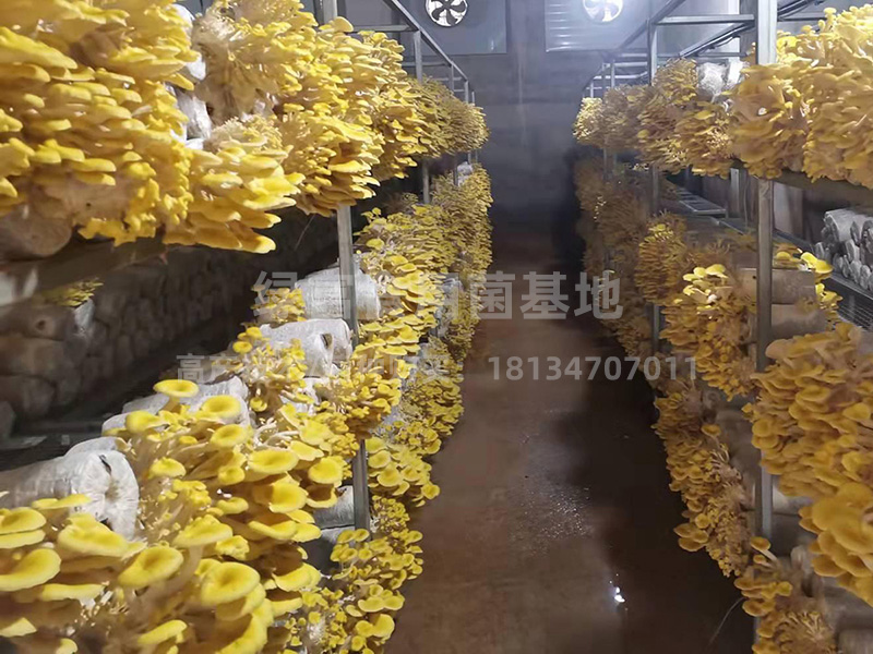榆黄蘑鸡油菌高产种植基地立体栽培
