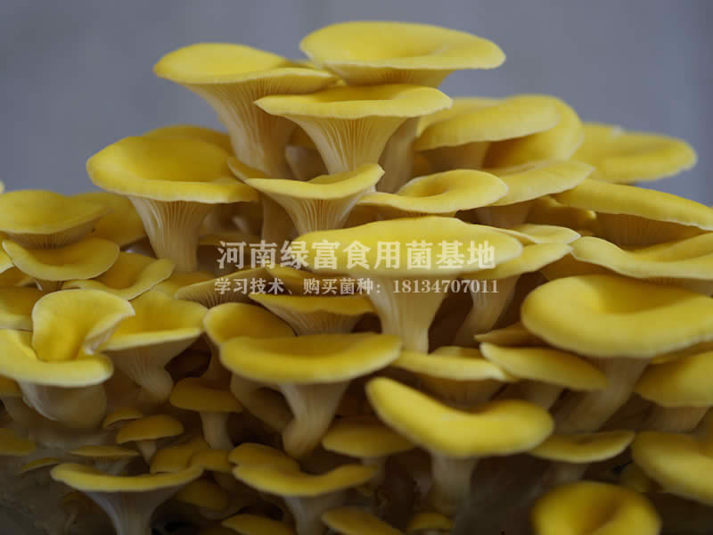 榆黄蘑鸡油菌种植