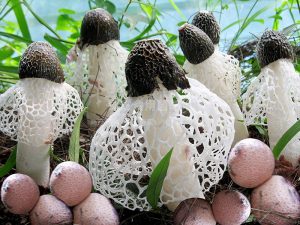 竹荪高产种植基地