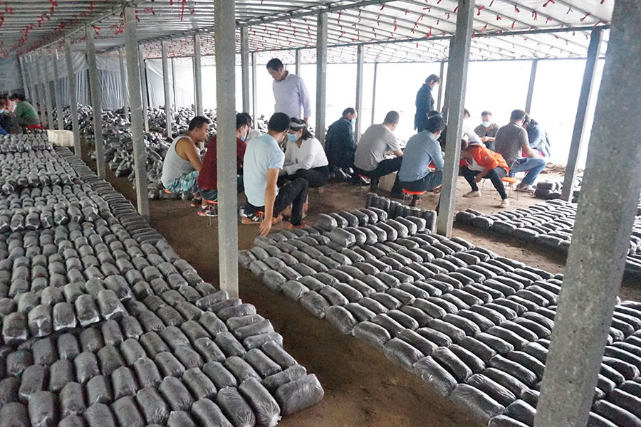 学员实践学习食用菌开放式接种新技术1