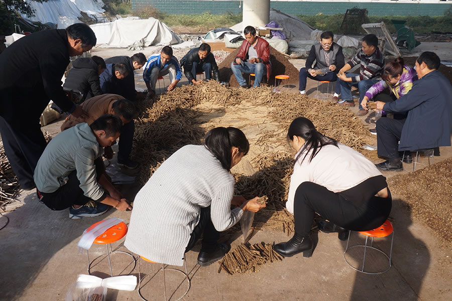 学员实践学习枝条菌种的制作技术1