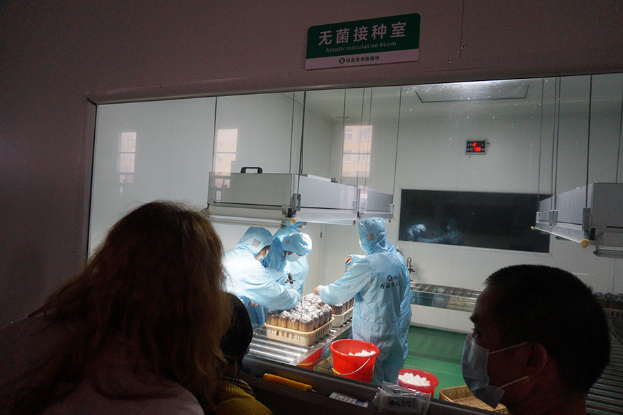 观摩食用菌流水线接种操作并亲手实践2