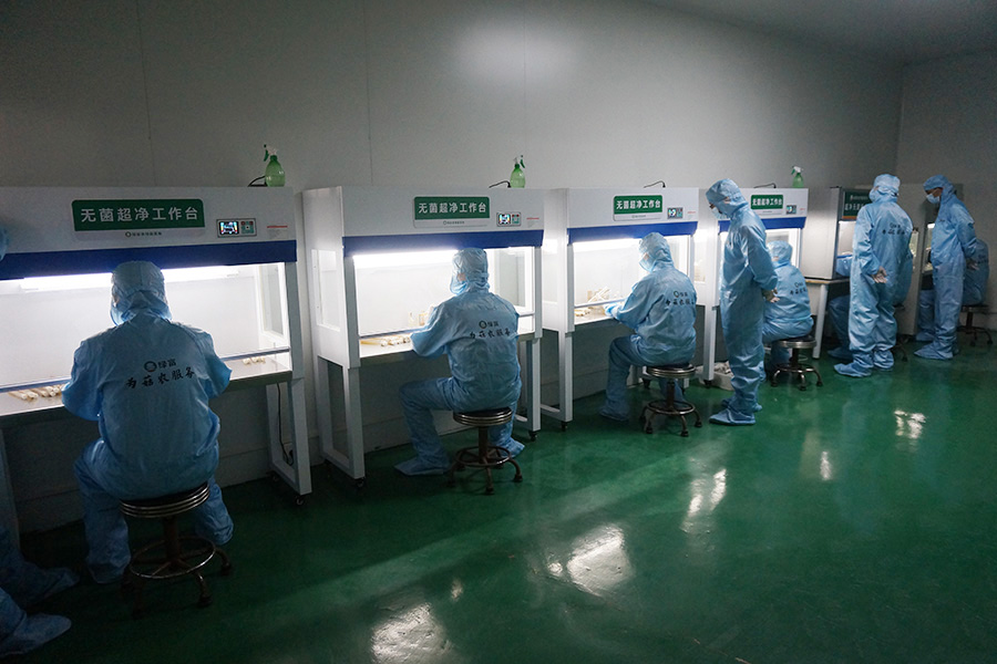 学员分组实践学习野生菌克隆菌种技术1