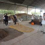 学习羊肚菌菌种培养料配制技术1